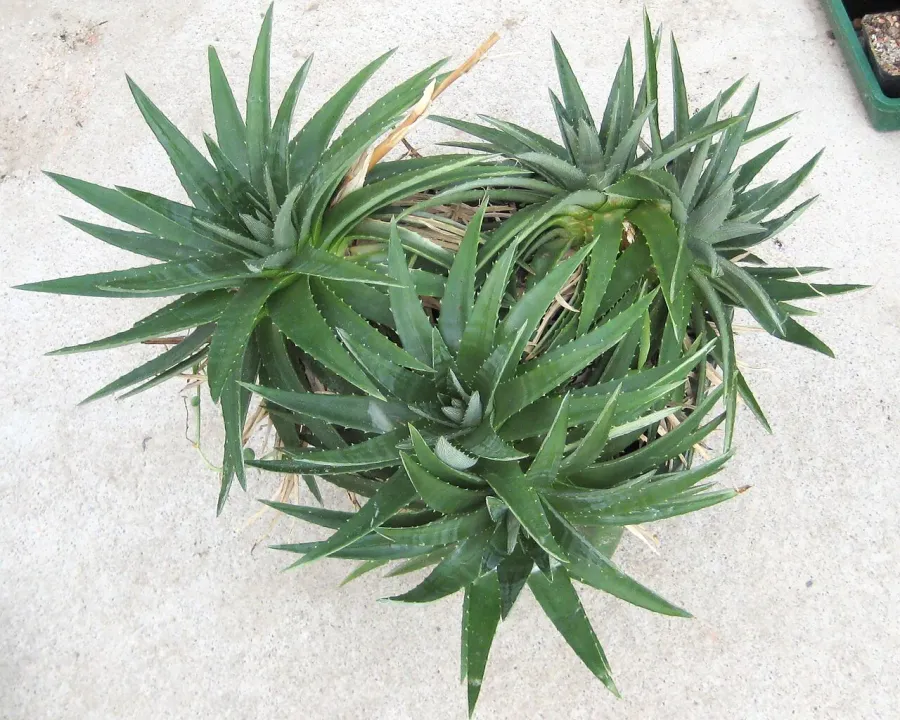 Foto von Dyckia (Dyckia brevifolia).