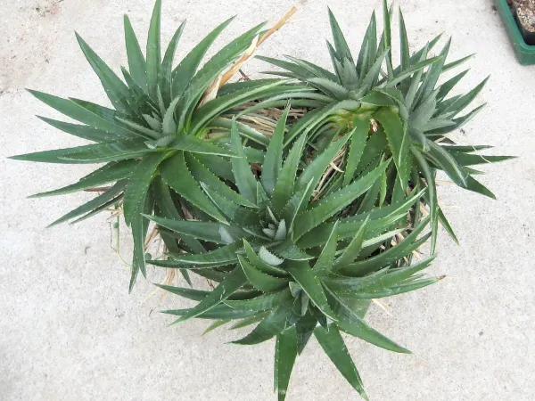 Foto von Dyckia (Dyckia brevifolia).