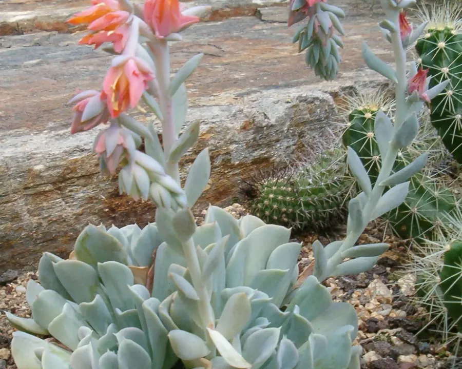 Foto von Echeveria (Echeveria runyonii).