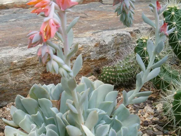 Foto von Echeveria (Echeveria runyonii).
