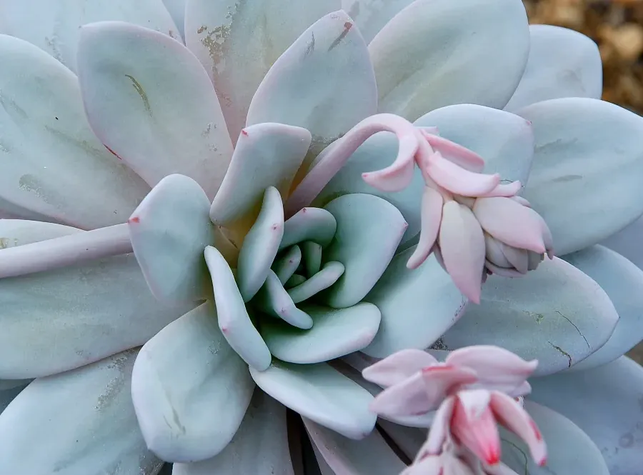 Foto von Echeveria (Echeveria lavi).