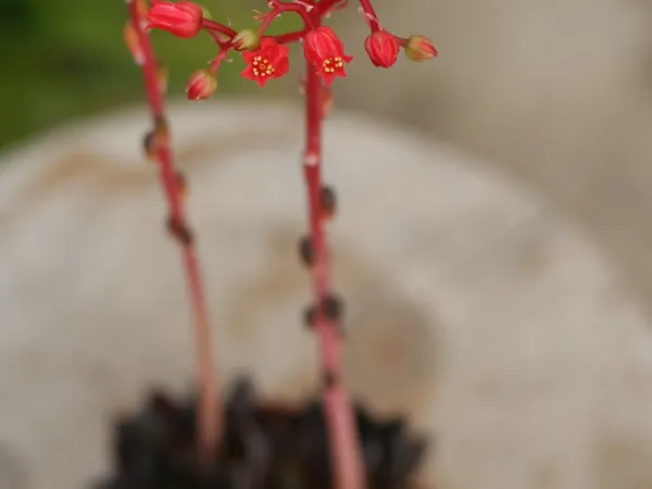 Foto von Echeverie (Echeveria affinis).