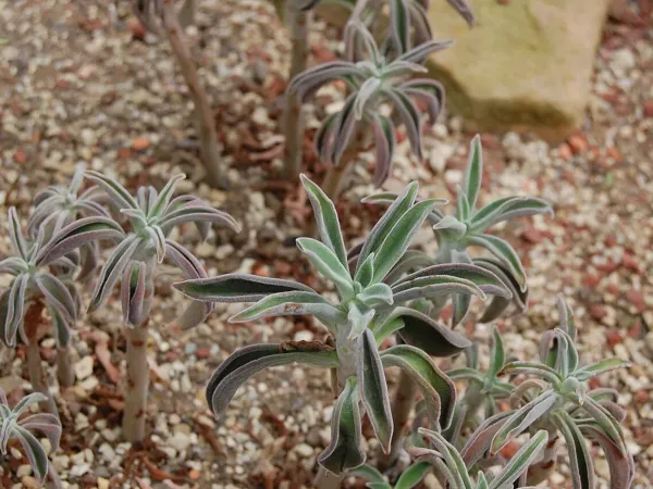 Foto von Echeverie (Echeveria coccinea).