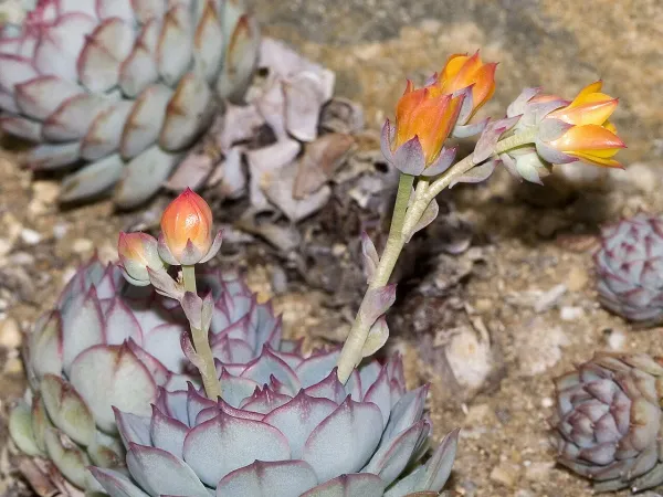 Foto von Echeverie (Echeveria derenbergii).