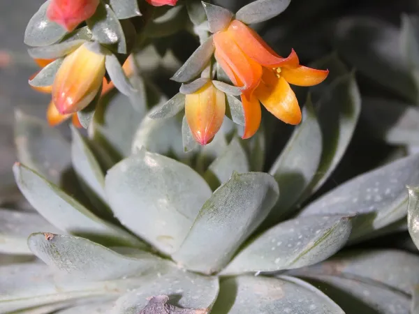 Foto von Echeverie (Echeveria elegans).