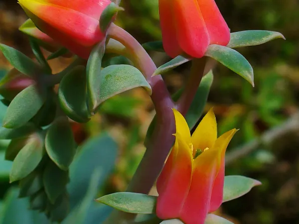 Foto von Echeverie (Echeveria gibbiflora).