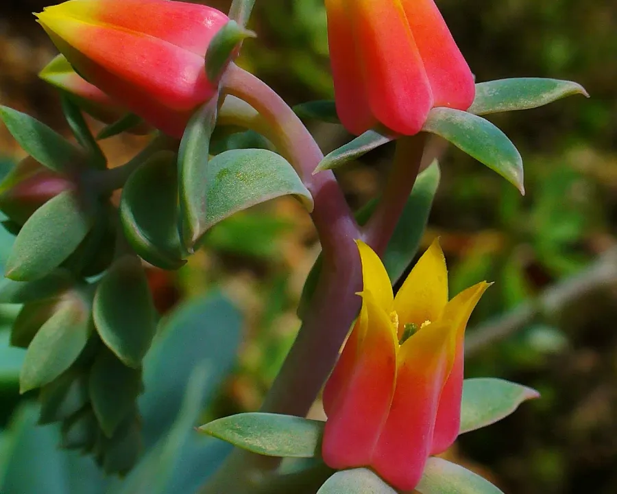 Foto von Echeverie (Echeveria gibbiflora).