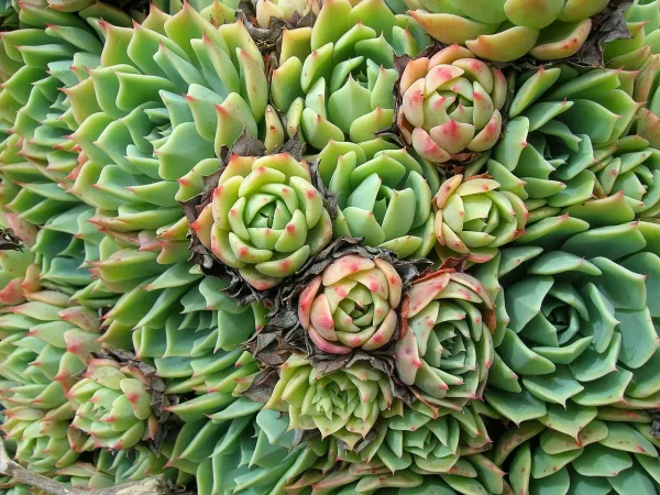 Foto von Echeverie (Echeveria imbricata).