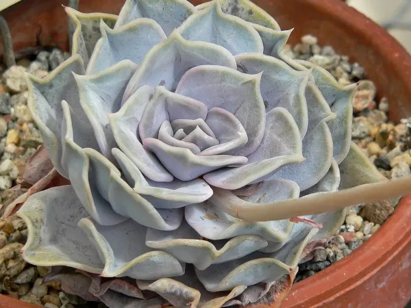 Foto von Echeverie (Echeveria lilacina).