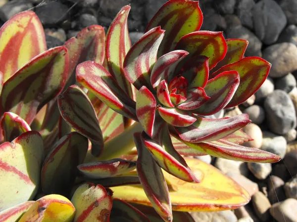 Foto von Echeverie (Echeveria nodulosa).