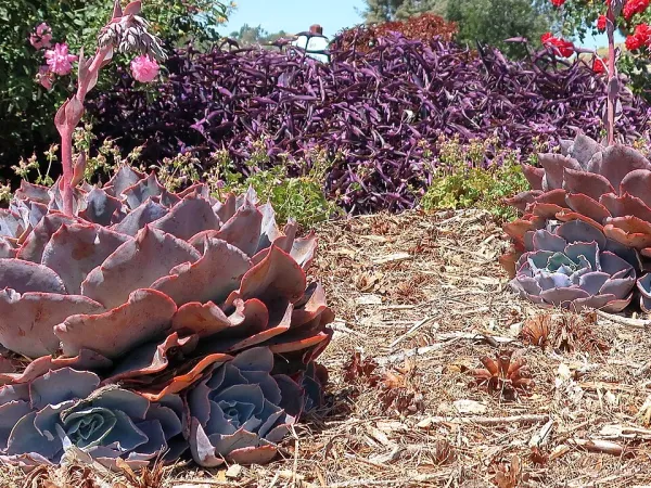 Foto von Echeverie (Echeveria pallida).