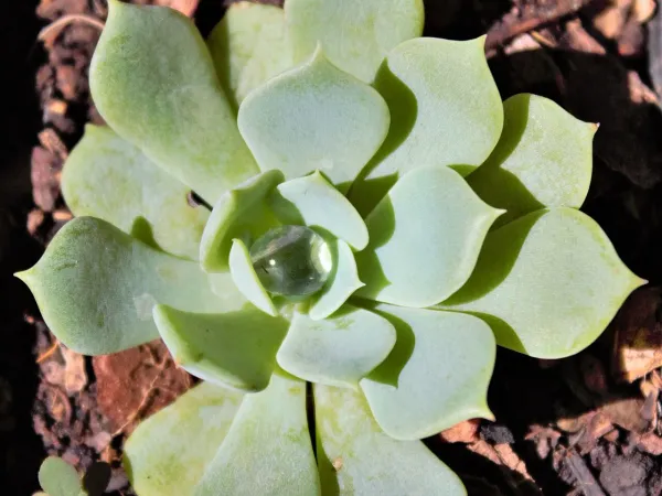 Foto von Echeverie (Echeveria peacockii).
