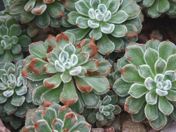 Foto von Echeverie (Echeveria setosa).