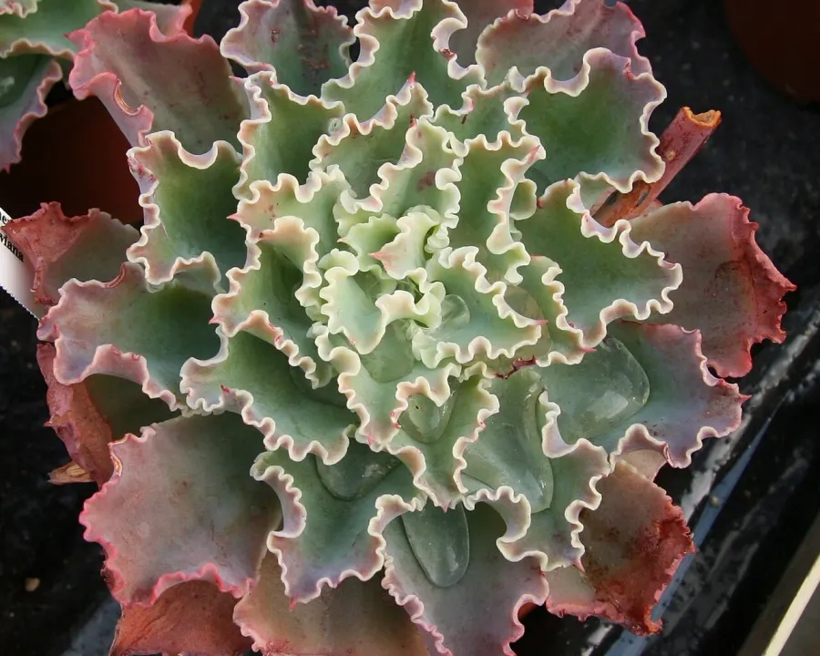 Foto von Echeverie (Echeveria shaviana).