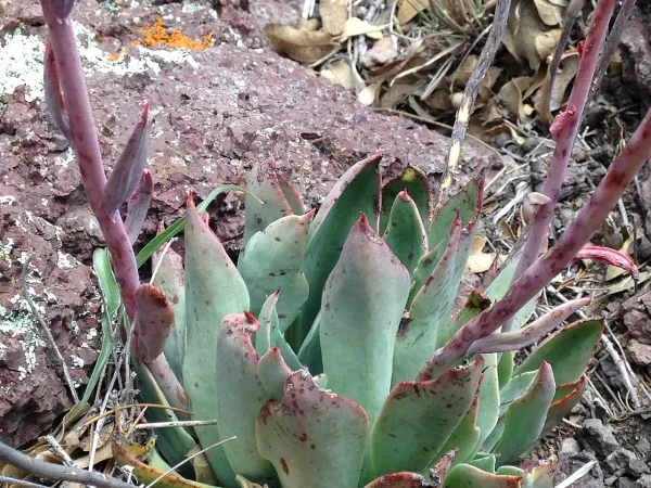 Foto von Echeverie (Echeveria strictiflora).