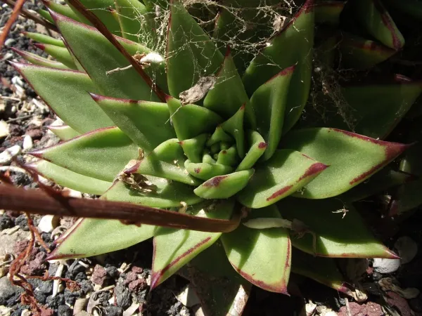 Foto von Echeverie (Echeveria agavoides).