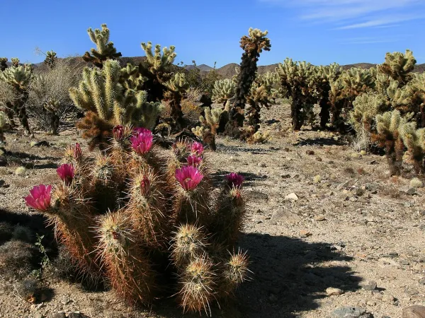 Foto von Echinocereus (Echinocereus engelmannii).