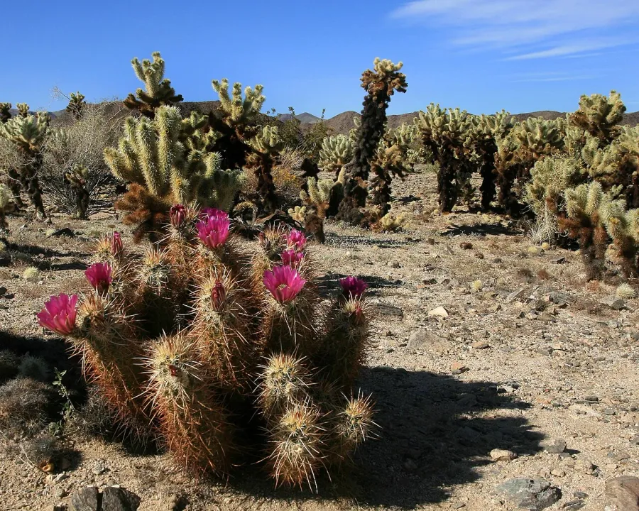 Foto von Echinocereus (Echinocereus engelmannii).