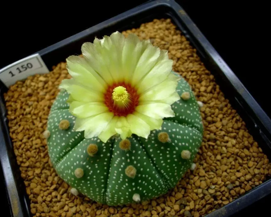 Foto von Astrophytum asterias.