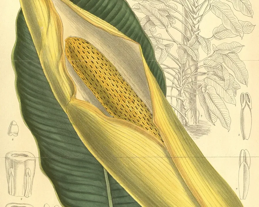 Foto von Efeutute (Epipremnum giganteum).