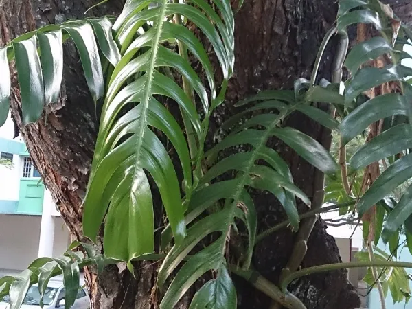 Foto von Efeutute (Epipremnum pinnatum).