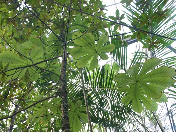 Foto von Efeutute (Epipremnum amplissimum).