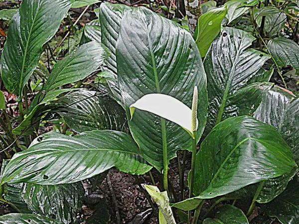 Foto von Einblatt (Spathiphyllum cannifolium).