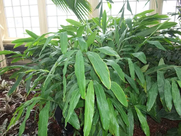 Foto von Elettaria (Elettaria cardamomum).