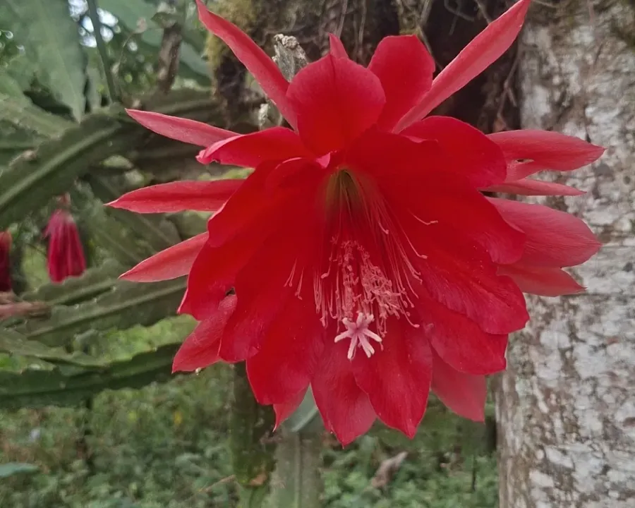 Foto von Epiphyllum (Epiphyllum ackermannii).