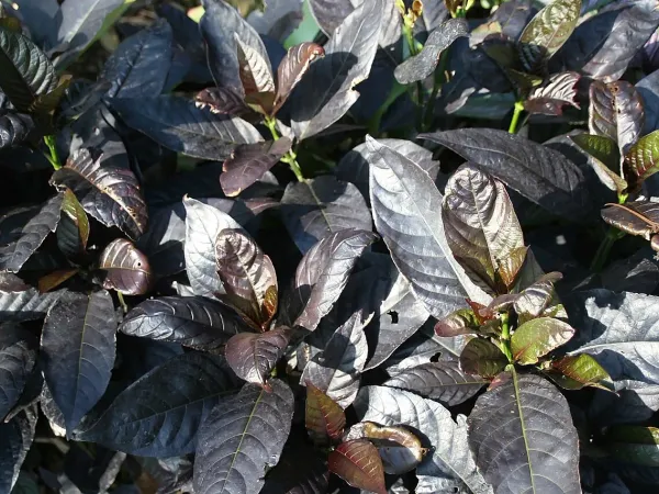 Foto von Eranthemum (Eranthemum atropurpureum).