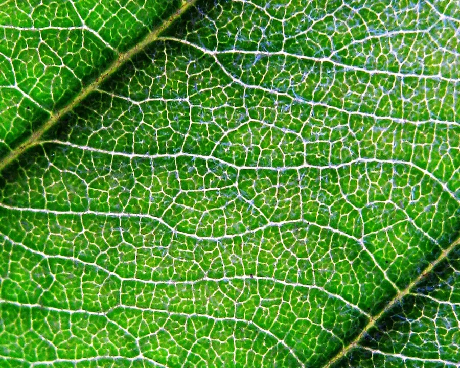 Foto von Eriobotrya (Eriobotrya japonica).