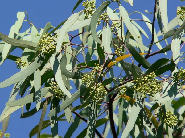 Foto von Eukalyptus (Eucalyptus microtheca).