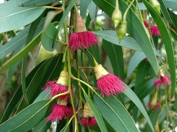 Foto von Eukalyptus (Eucalyptus leucoxylon).