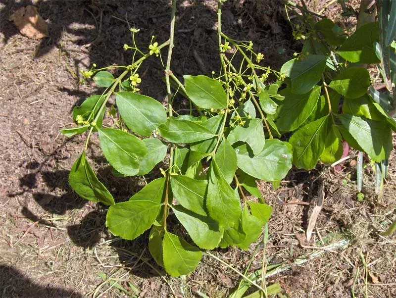 Foto von Euonymus (Euonymus japonicus).