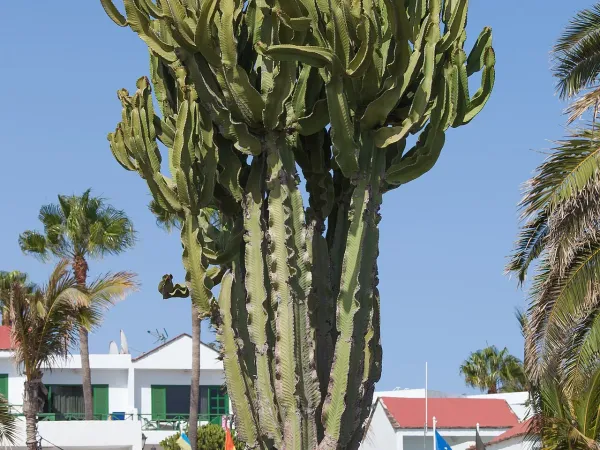 Foto von Euphorbie (Euphorbia candelabrum).