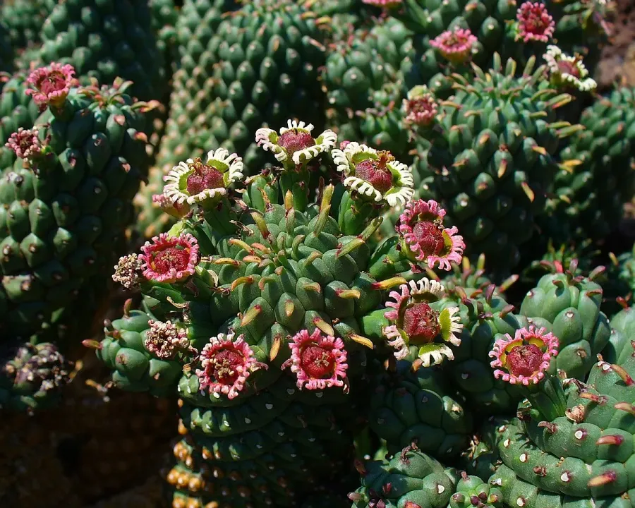 Foto von Euphorbie (Euphorbia caput-medusae).