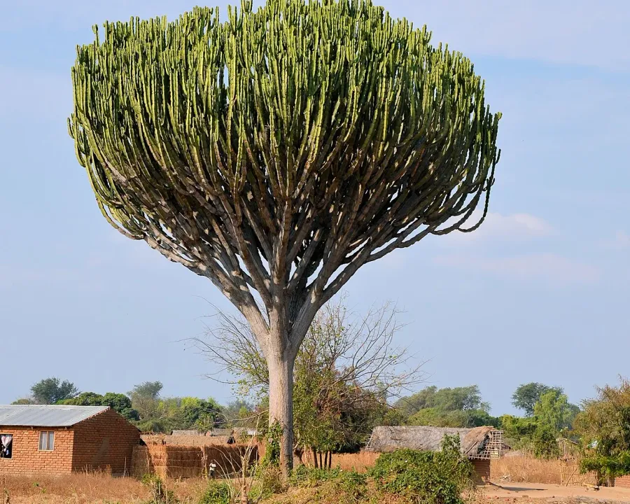 Foto von Euphorbie (Euphorbia ingens).