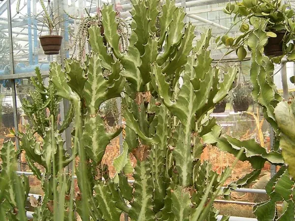 Foto von Euphorbie (Euphorbia lactea).
