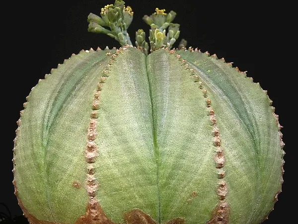 Foto von Euphorbie (Euphorbia obesa).