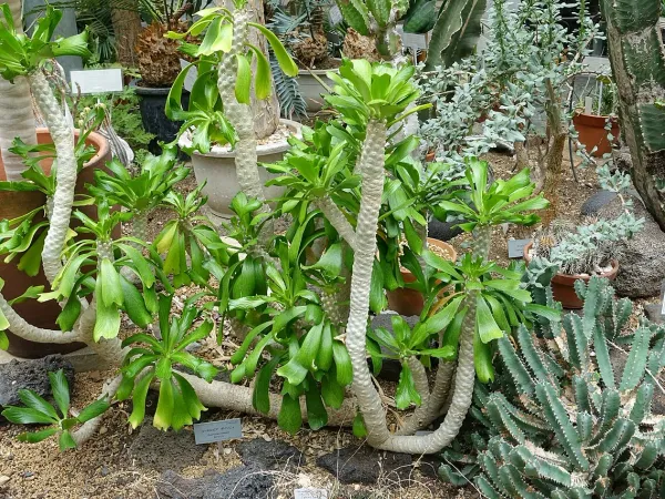 Foto von Euphorbie (Euphorbia poissonii).