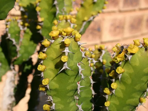 Foto von Euphorbie (Euphorbia pseudocactus).