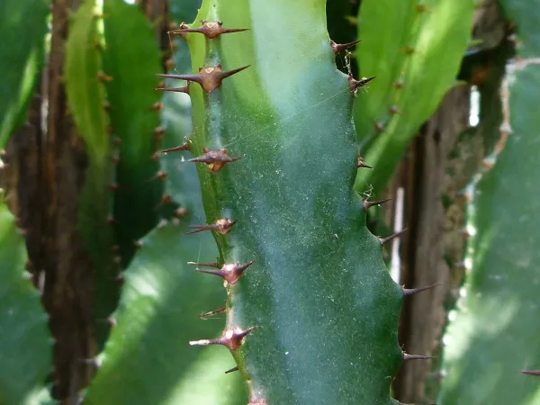 Foto von Euphorbie (Euphorbia triangularis).