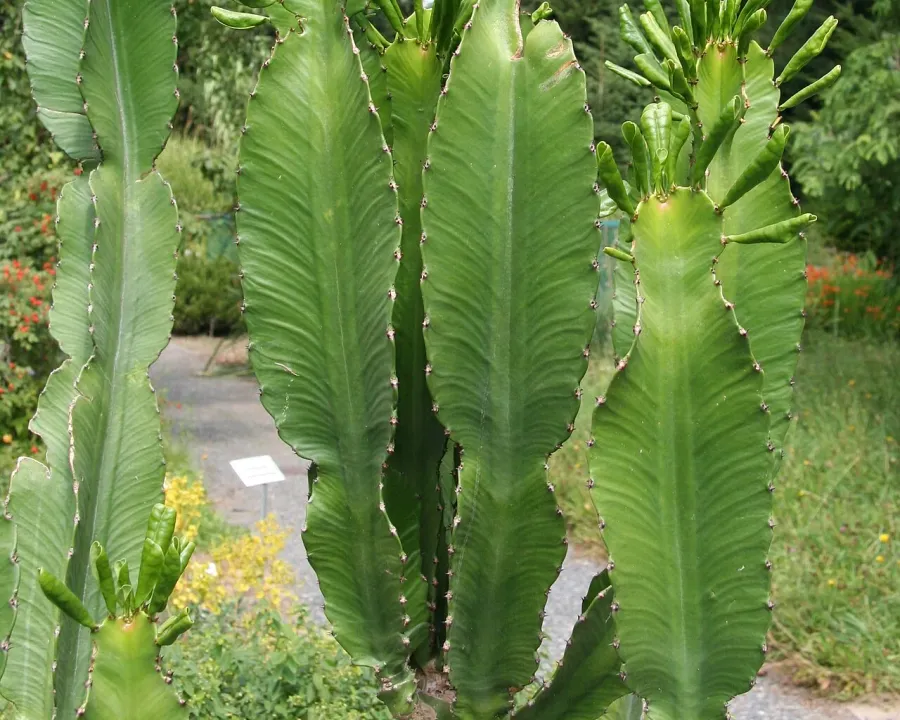 Foto von Euphorbie (Euphorbia acrurensis).
