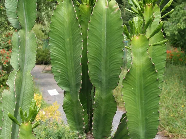 Foto von Euphorbie (Euphorbia acrurensis).