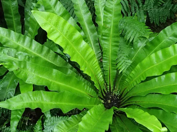 Foto von Farn (Asplenium australasicum).