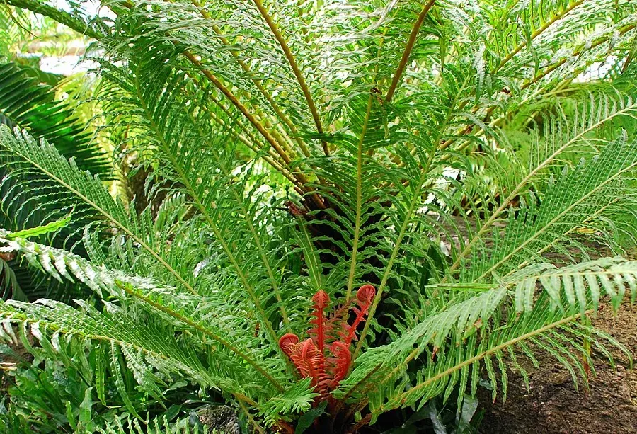 Foto von Farn (Blechnum brasiliense).