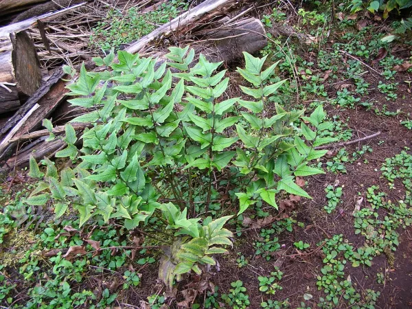 Foto von Farn (Cyrtomium caryotideum).