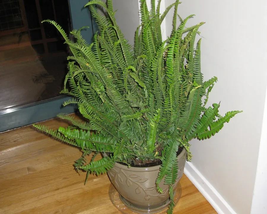 Foto von Farn (Nephrolepis obliterata).