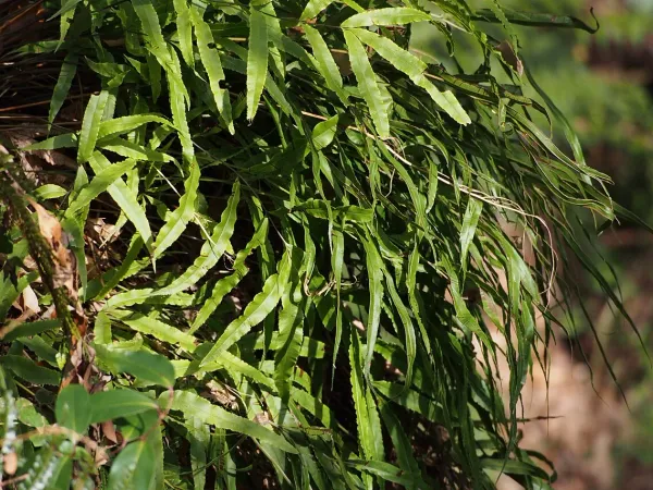 Foto von Farn (Pteris cretica).