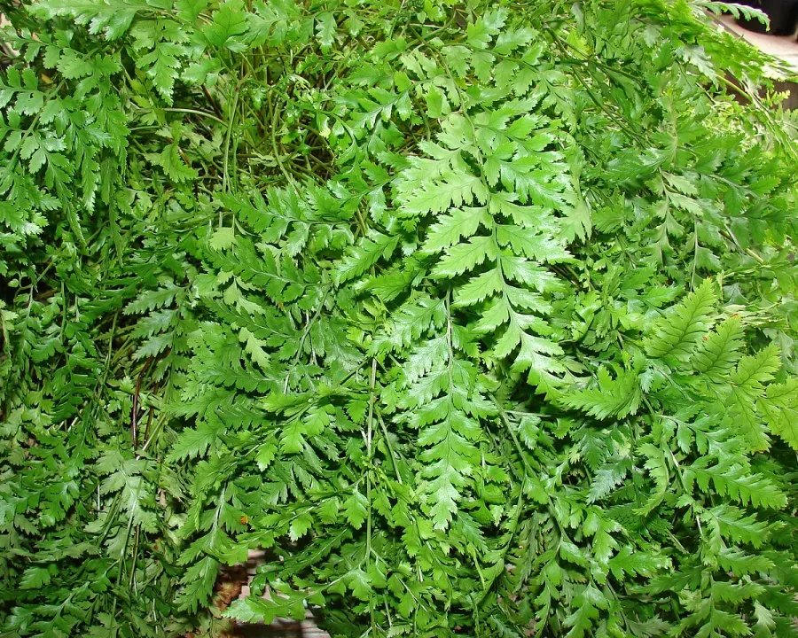 Foto von Farn (Rumohra adiantiformis).